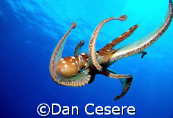 Now I've Seen Everything

I saw a peanut stand, heard a... by Dan Cesere 